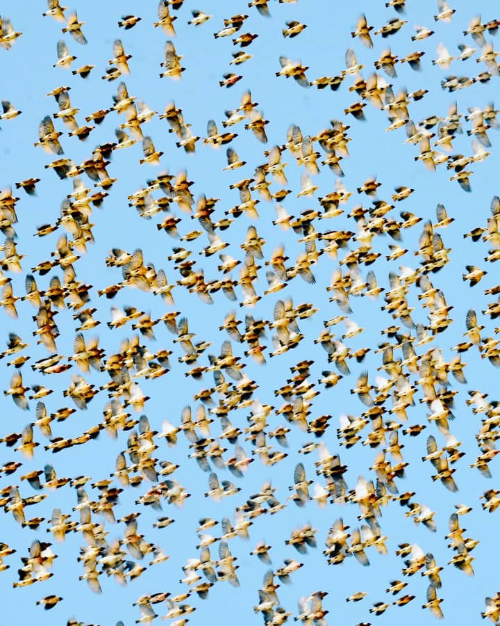 Zanzibar Beaches and wildlife